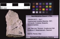 Foto (Objekt + Etiketten) von Glaessneropsis heraldica (Moericke, 1897) (NHMW-GEO-1990-0041-0273)